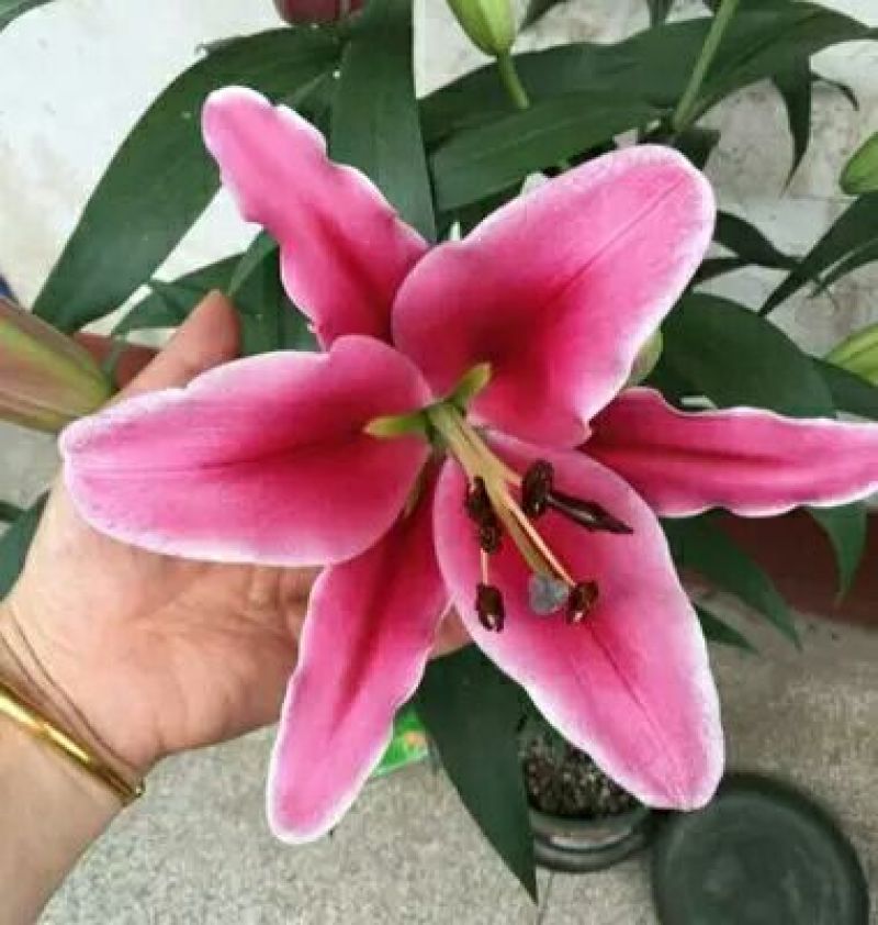 重瓣香水百合种球大花苗室内阳台四季开花盆栽植物花卉带芽发