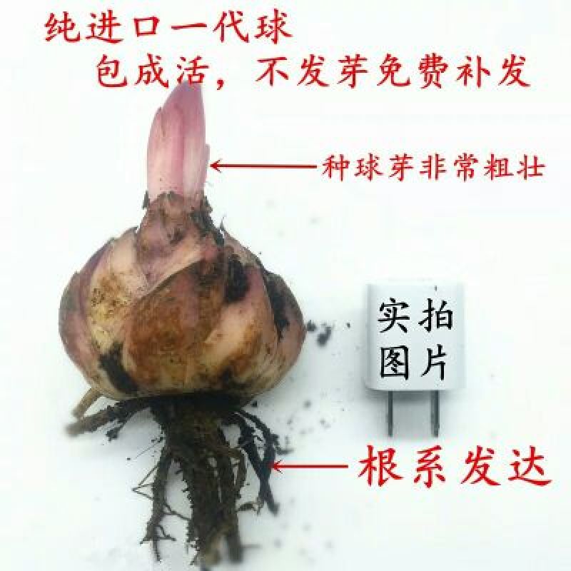 重瓣香水百合种球大花苗室内阳台四季开花盆栽植物花卉带芽发