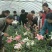 重瓣香水百合种球大花苗室内阳台四季开花盆栽植物花卉带芽发