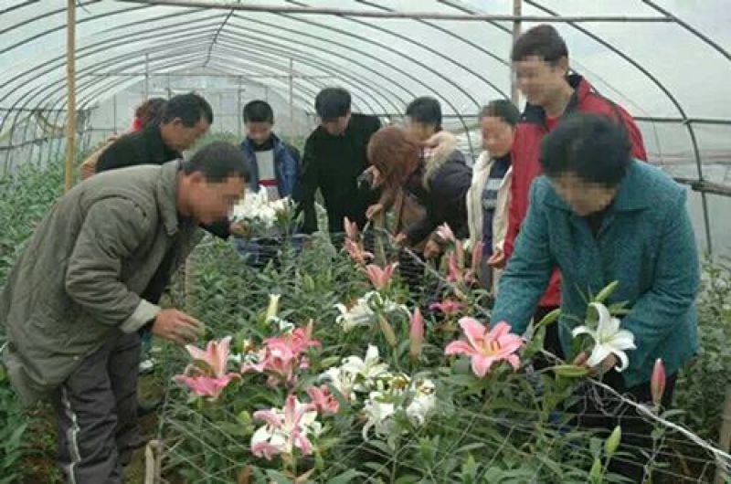重瓣香水百合种球大花苗室内阳台四季开花盆栽植物花卉带芽发