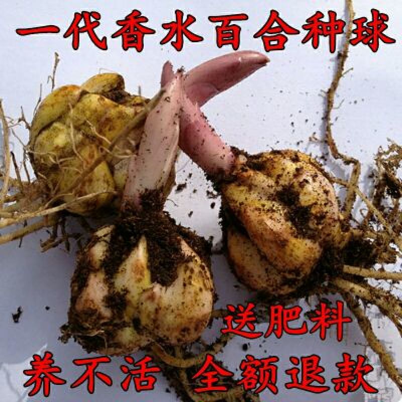 重瓣香水百合种球大花苗室内阳台四季开花盆栽植物花卉带芽发