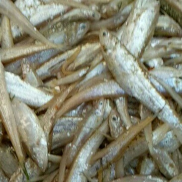 毛刀鱼食用冻鱼