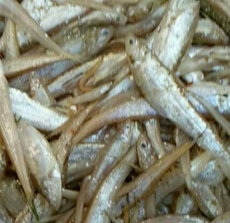 毛刀鱼食用冻鱼