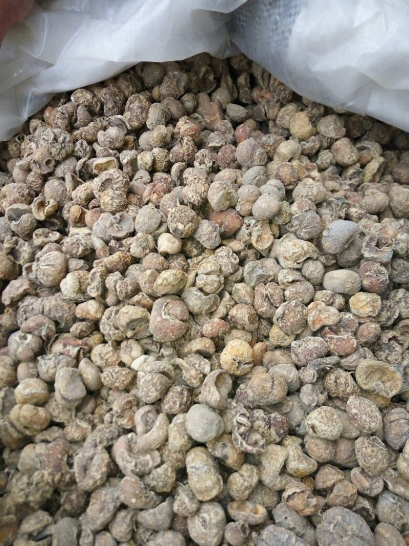 浙贝母家种小统个，贝母片，药厂大货，欢迎选购。