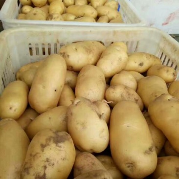 荷兰十五土豆2两以上通货冷库土豆货源充足