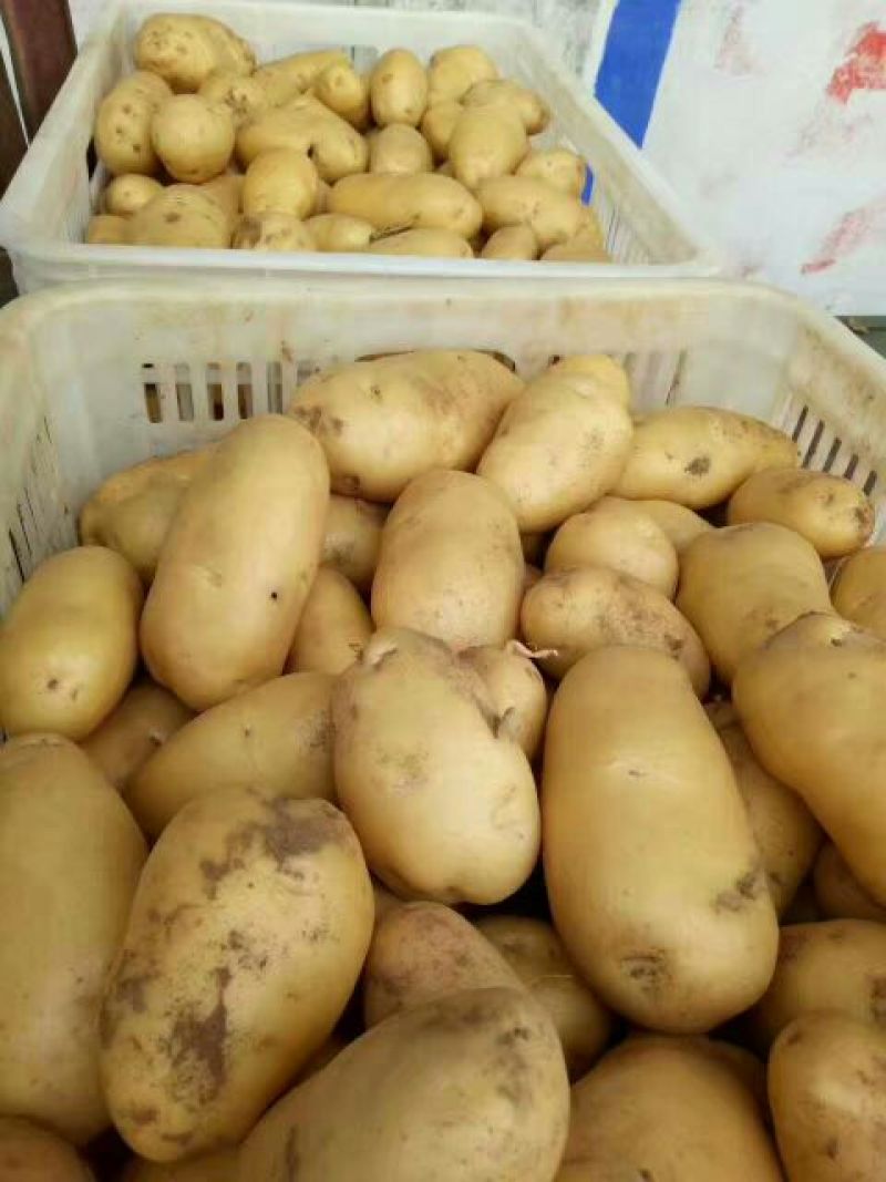 荷兰十五土豆2两以上通货冷库土豆货源充足
