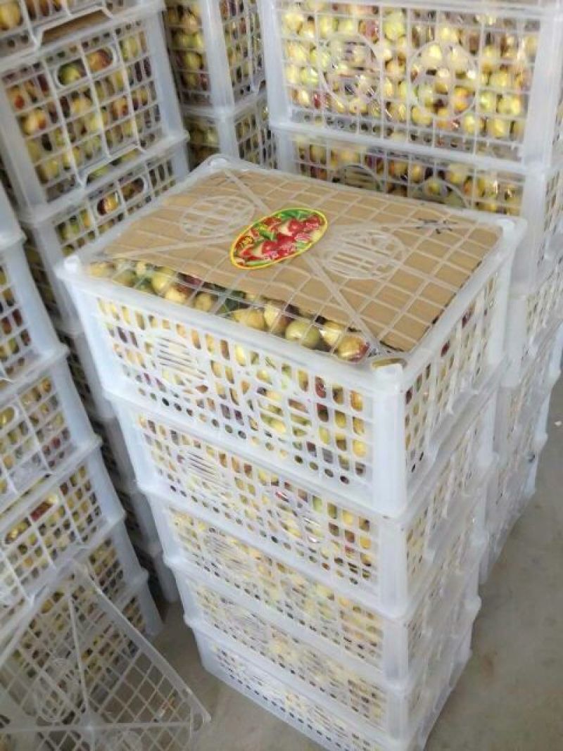 大荔冬枣精品冬枣对接电商平台果园直发