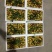 大荔冬枣精品冬枣对接电商平台果园直发
