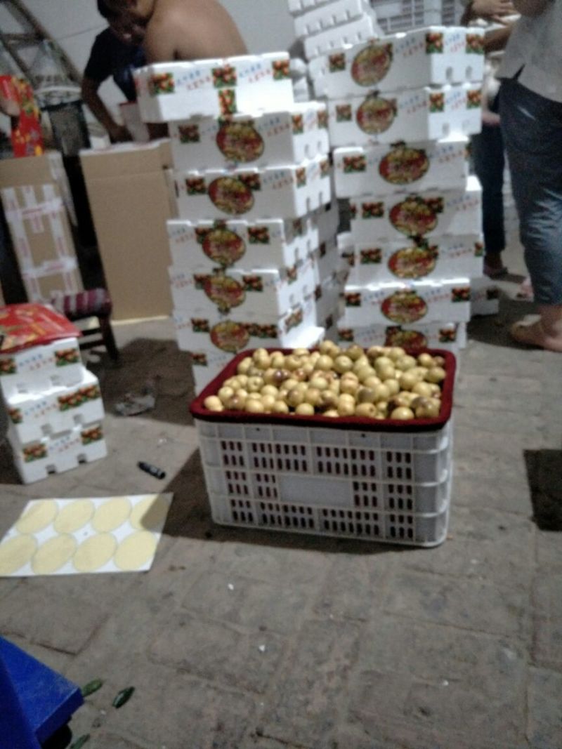 大荔冬枣精品冬枣对接电商平台果园直发