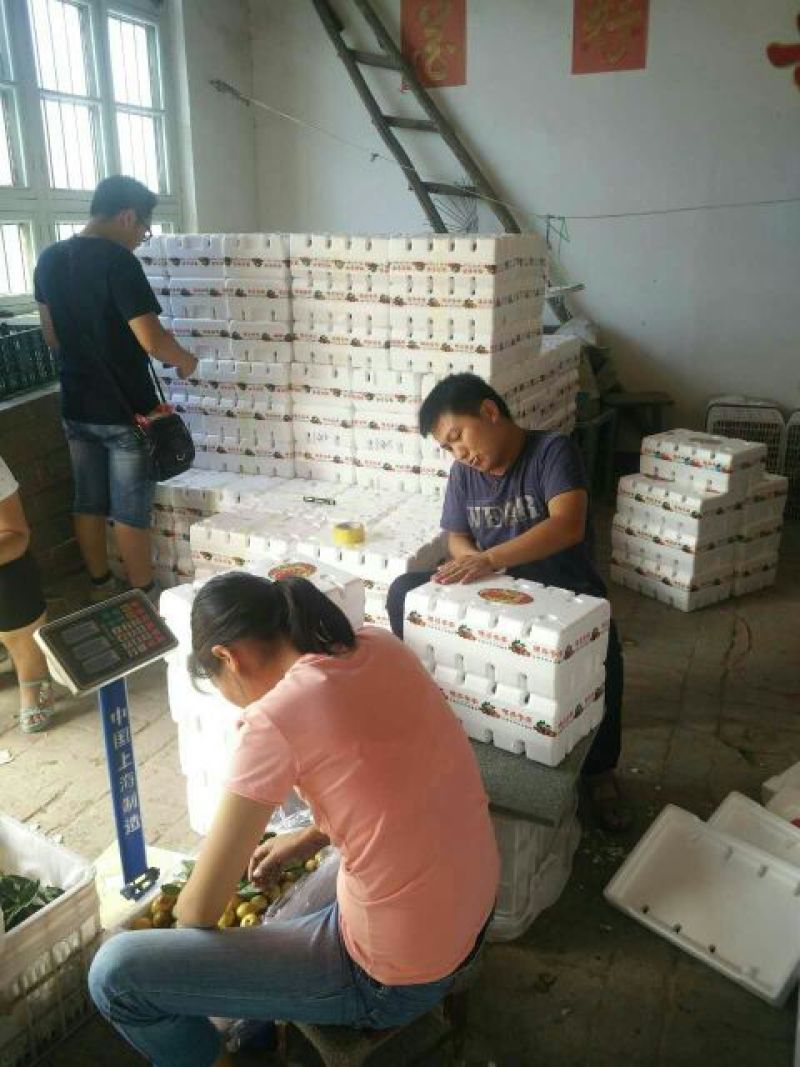 大荔冬枣精品冬枣对接电商平台果园直发