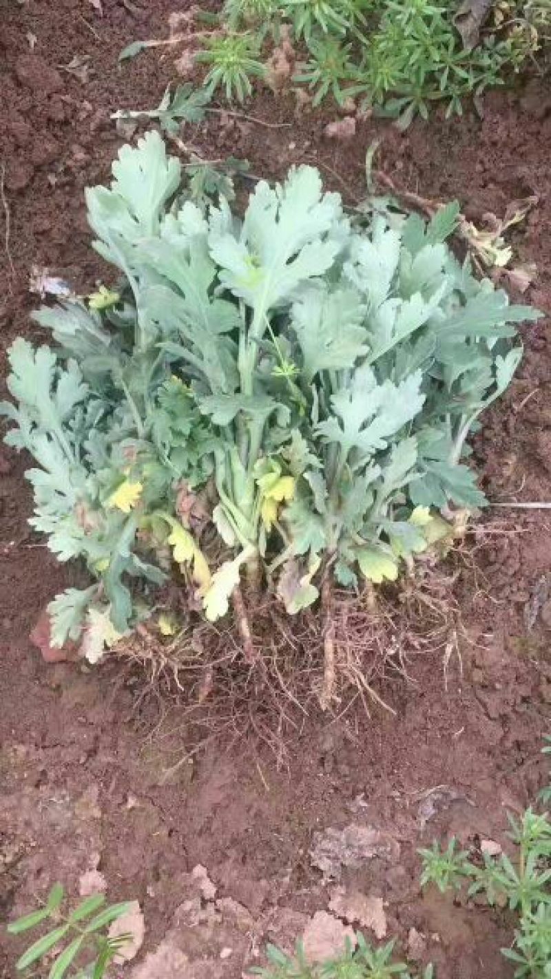 菊花种苗