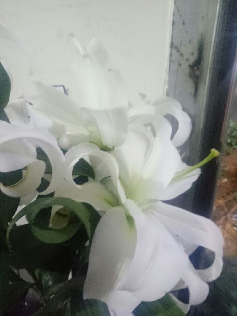 百合鲜切花单头