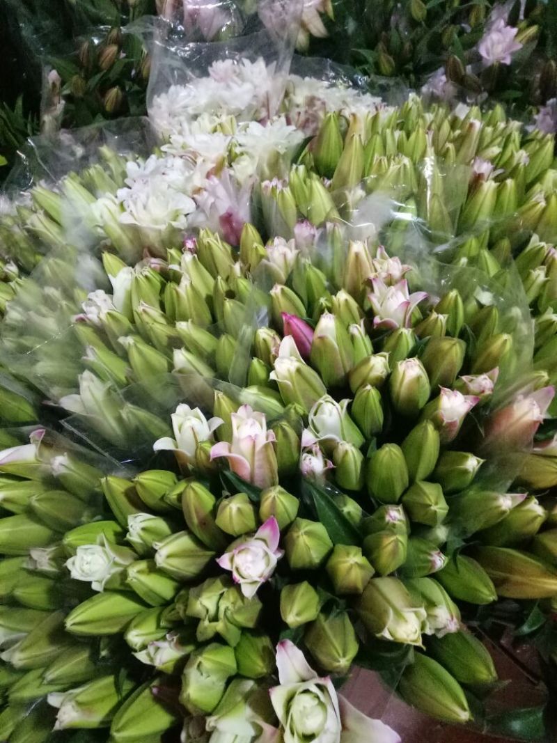 百合鲜切花单头