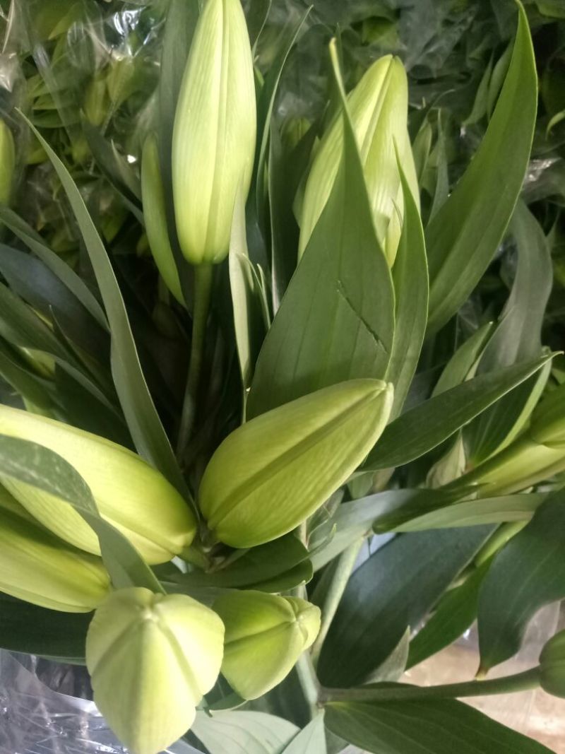 百合鲜切花单头