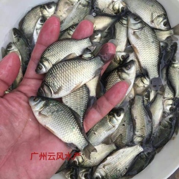 杂交鲫鱼苗中科三号鲫鱼苗澎泽鲫鱼苗湘云鲫鱼苗
