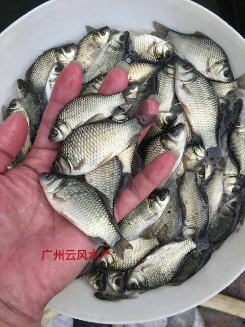 杂交鲫鱼苗中科三号鲫鱼苗澎泽鲫鱼苗湘云鲫鱼苗