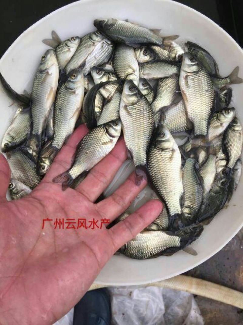 杂交鲫鱼苗中科三号鲫鱼苗澎泽鲫鱼苗湘云鲫鱼苗