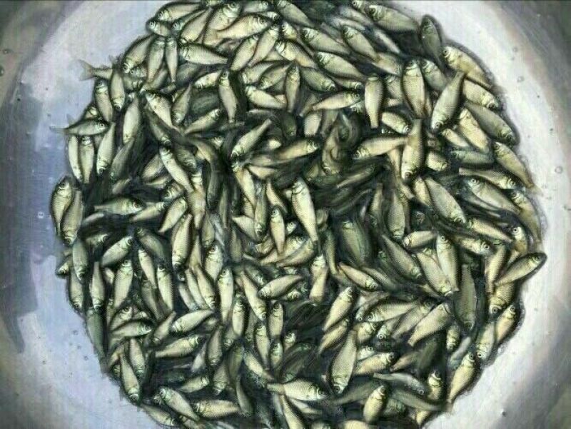 杂交鲫鱼苗中科三号鲫鱼苗澎泽鲫鱼苗湘云鲫鱼苗