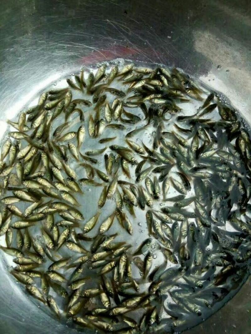 杂交鲫鱼苗中科三号鲫鱼苗澎泽鲫鱼苗湘云鲫鱼苗