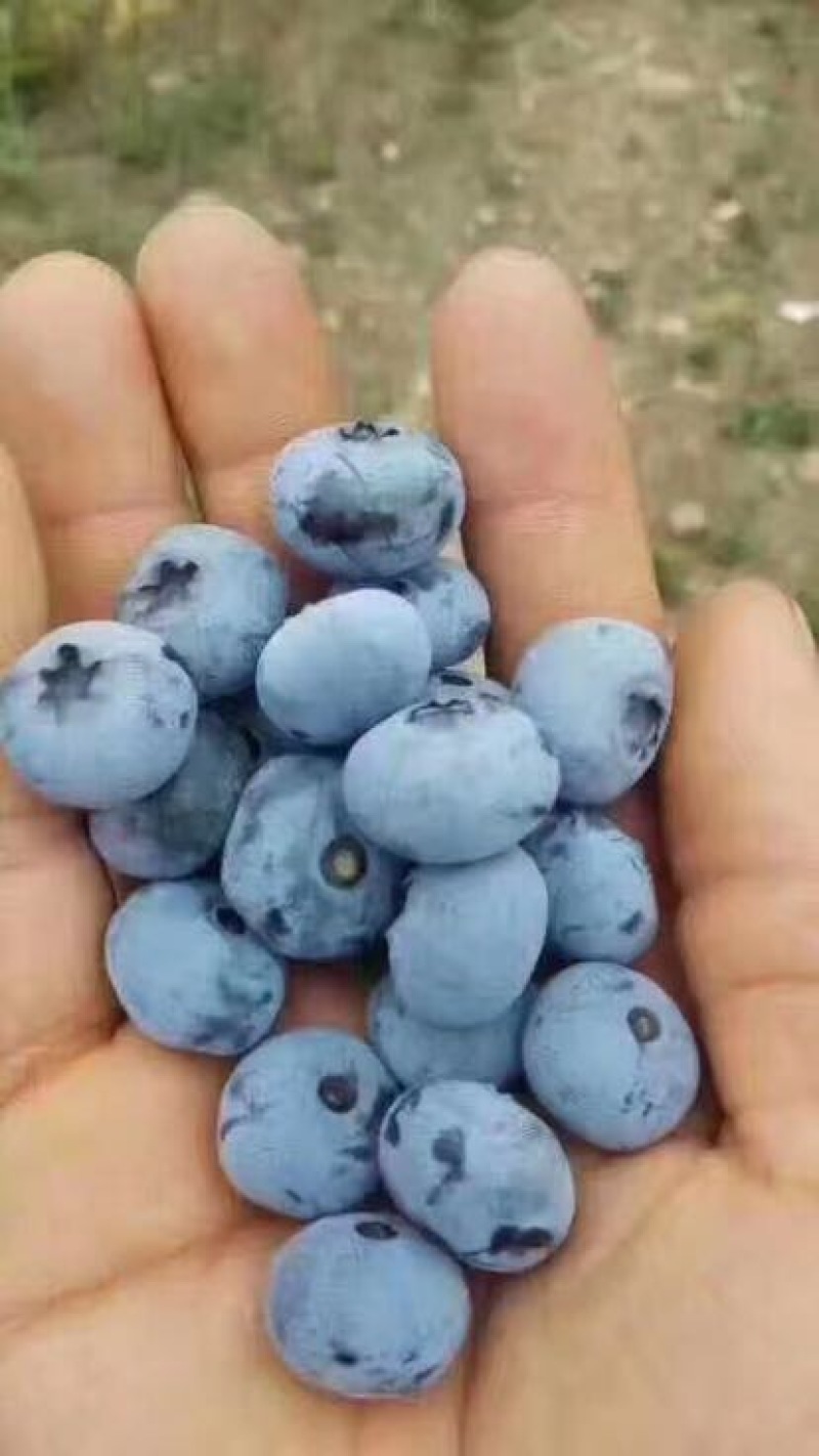南高丛蓝莓