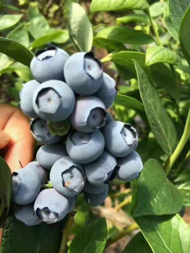 南高丛蓝莓