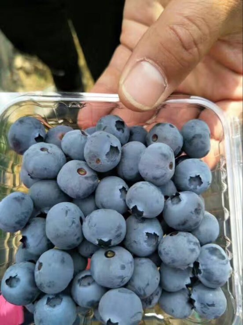 南高丛蓝莓