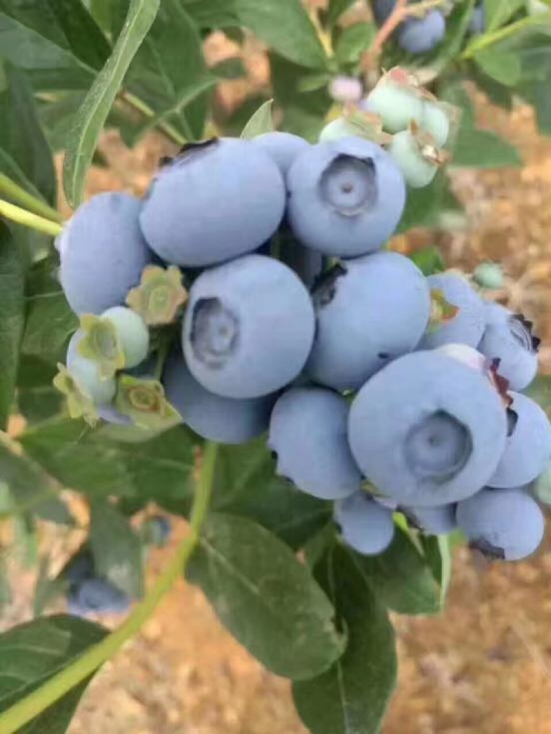 南高丛蓝莓