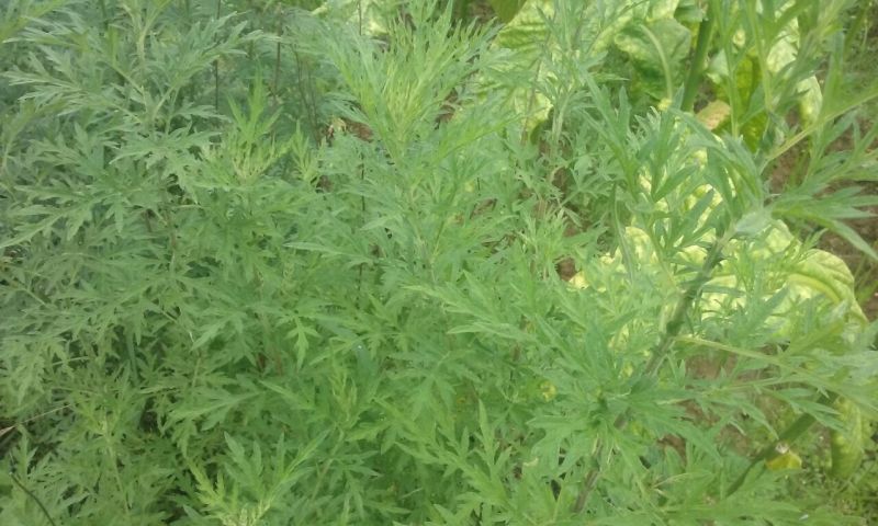 野生新鲜艾草艾叶可食用做菜