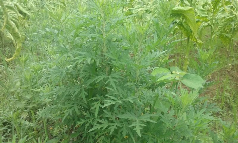 野生新鲜艾草艾叶可食用做菜