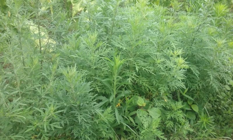 野生新鲜艾草艾叶可食用做菜