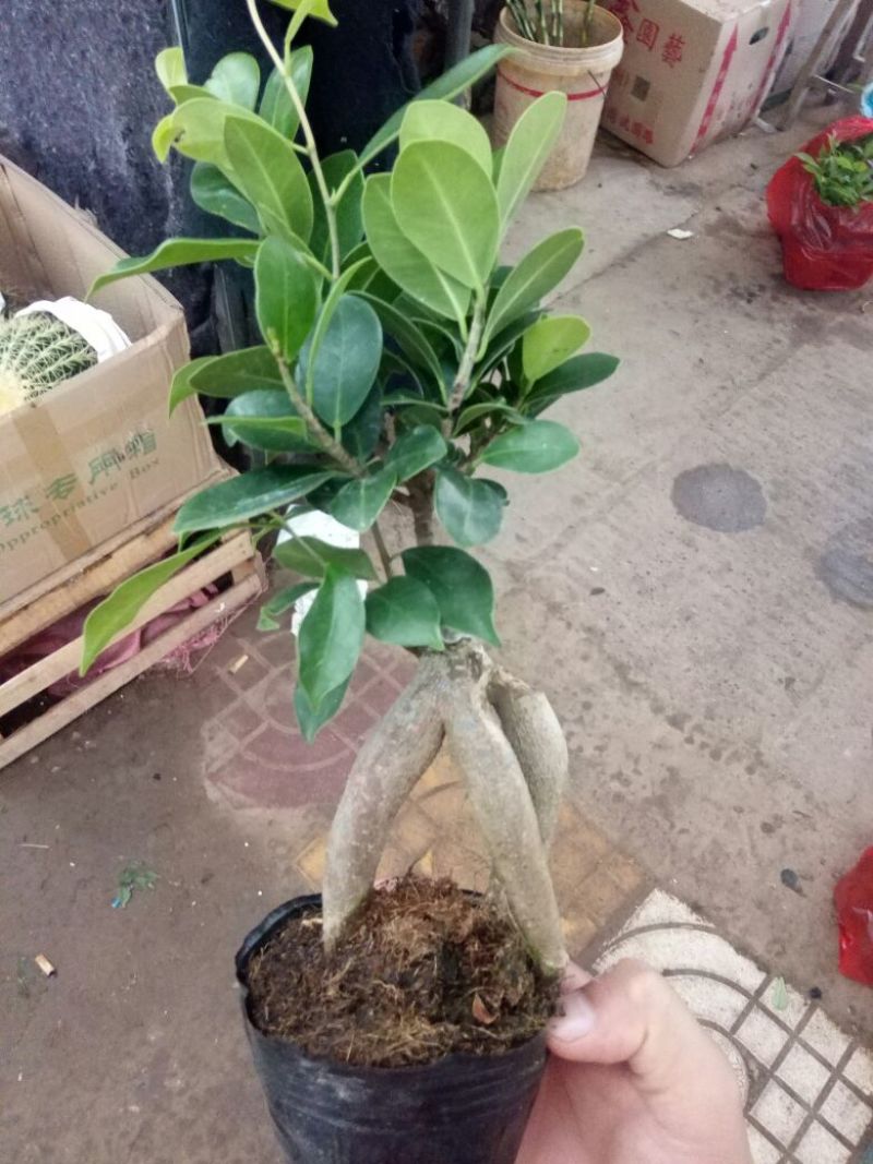 四季常青耐寒榕树造型树桩盆景苗室内植物人参榕小叶榕树盆栽