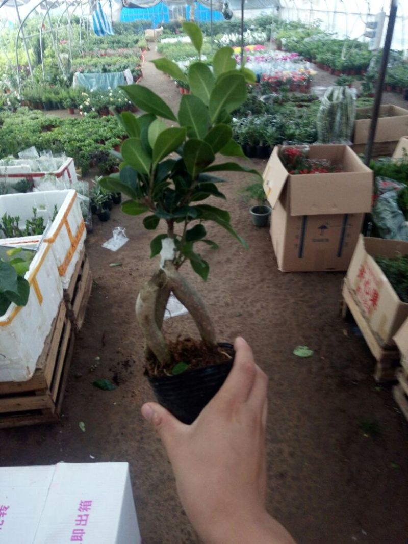 四季常青耐寒榕树造型树桩盆景苗室内植物人参榕小叶榕树盆栽