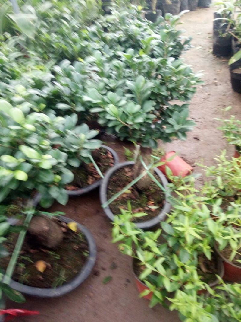 四季常青耐寒榕树造型树桩盆景苗室内植物人参榕小叶榕树盆栽