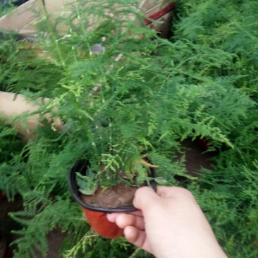 文竹
