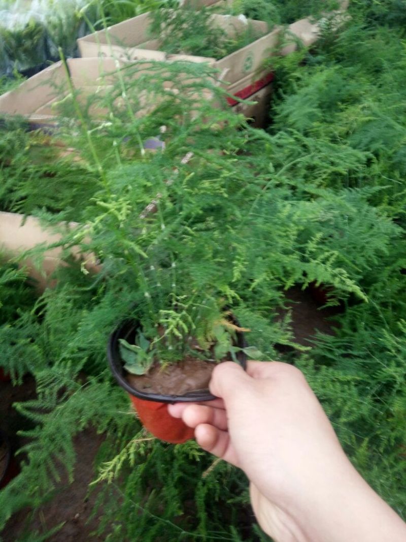 文竹