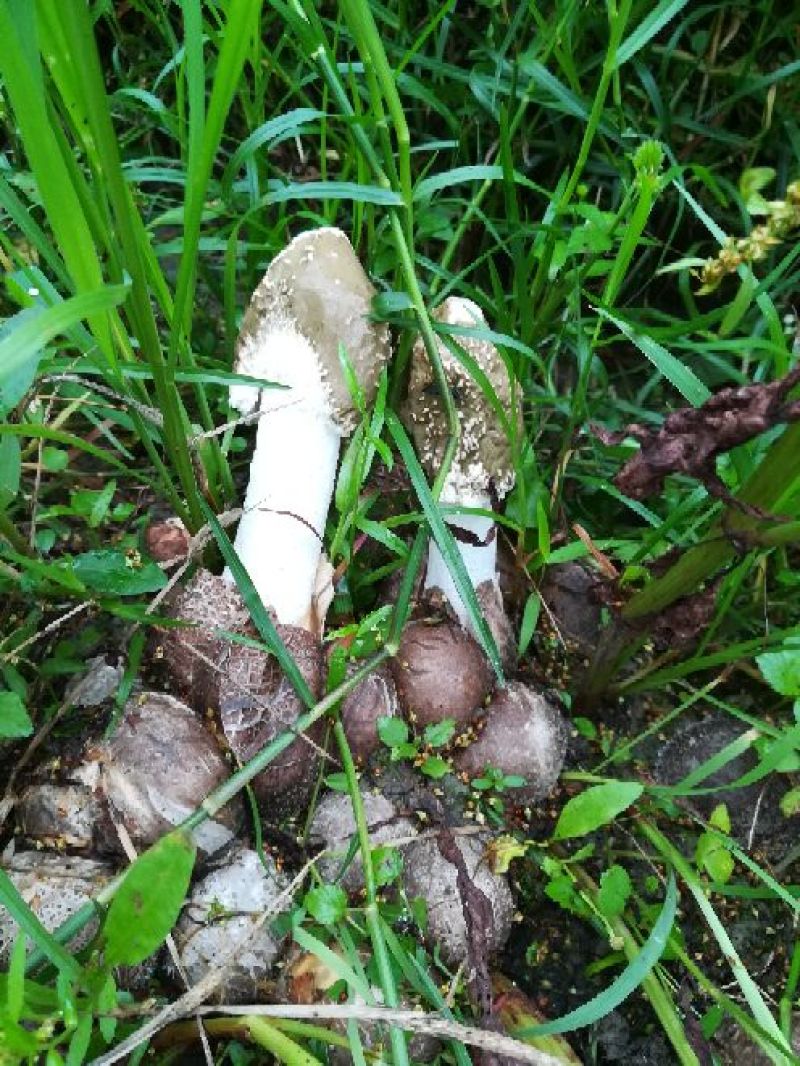 干竹荪特级