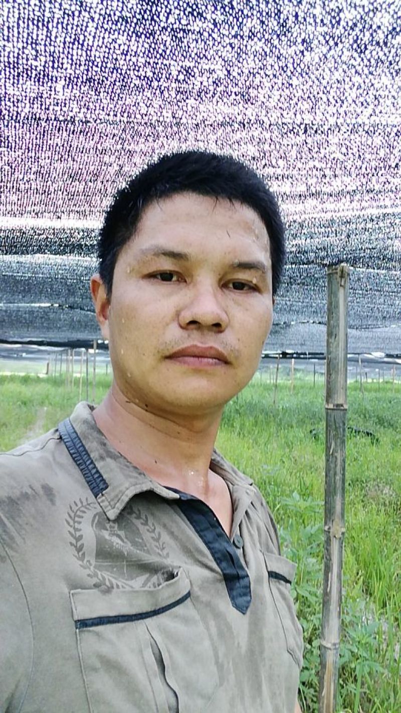 干竹荪特级