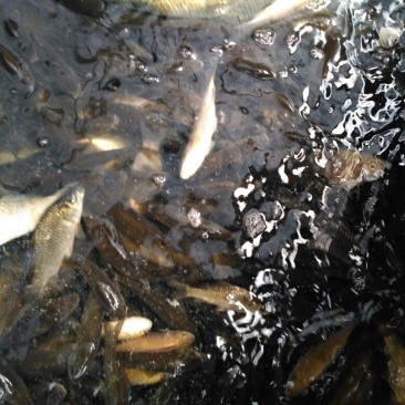 白鲫食用