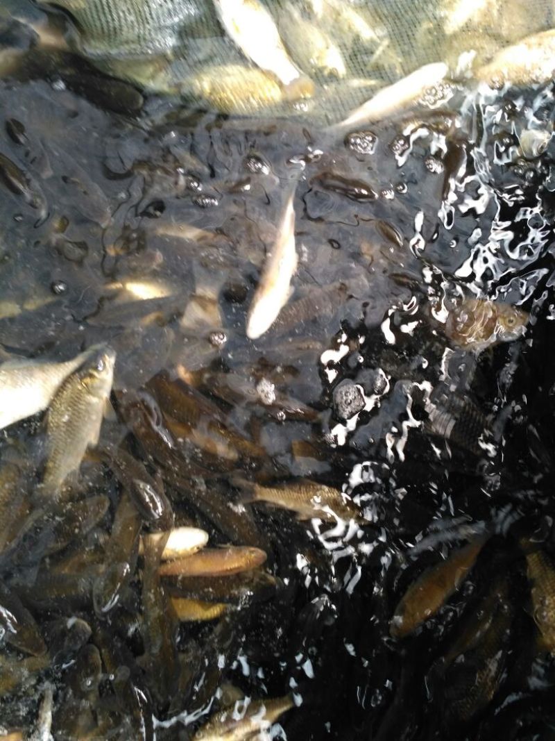 白鲫食用