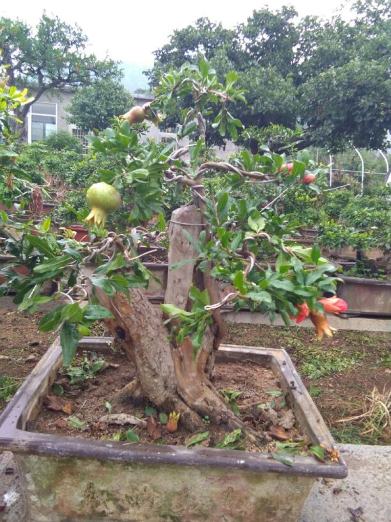 造型树，景观石榴树，造型优美