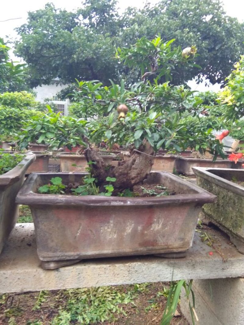造型树，景观石榴树，造型优美