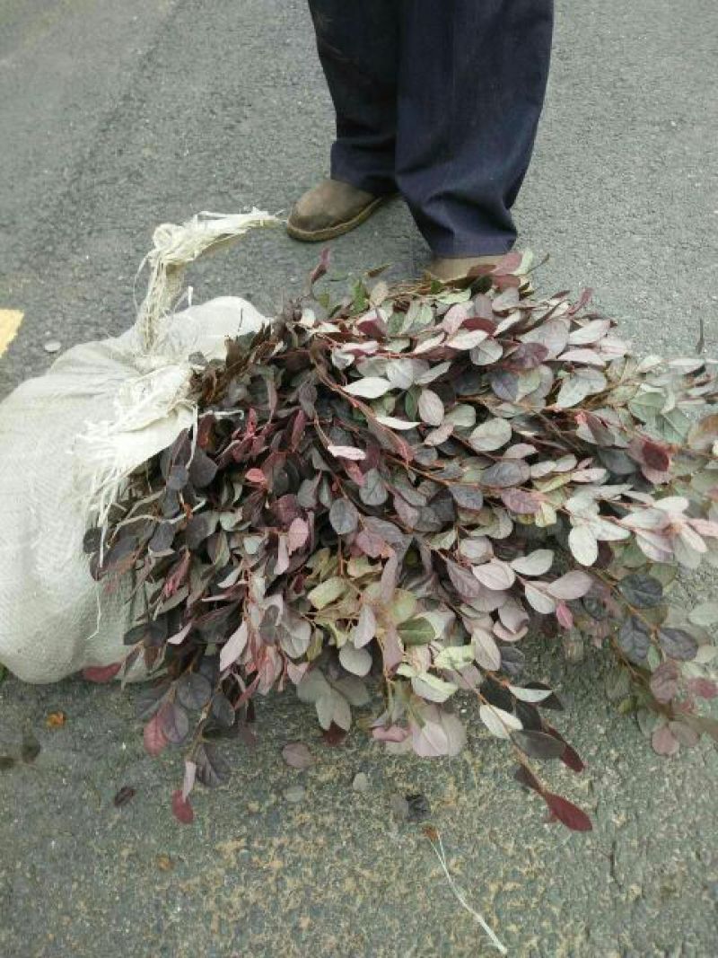 红花继木苗10~20cm红花檵木球小苗量大优惠