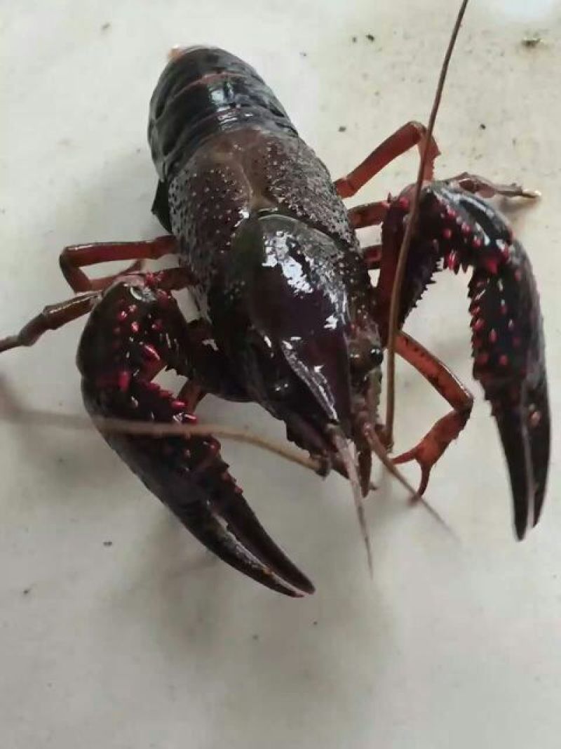 爆仔种虾养殖