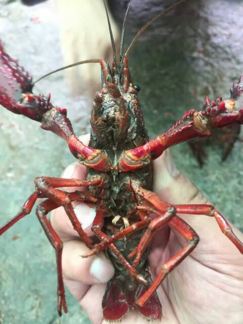 爆仔种虾养殖