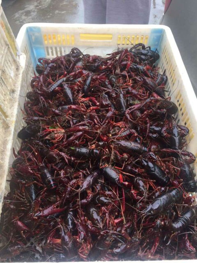 爆仔种虾养殖