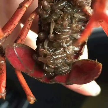爆仔种虾养殖