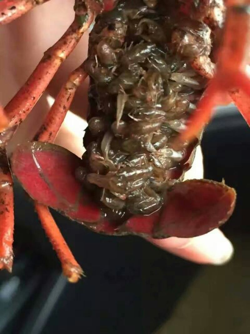 爆仔种虾养殖