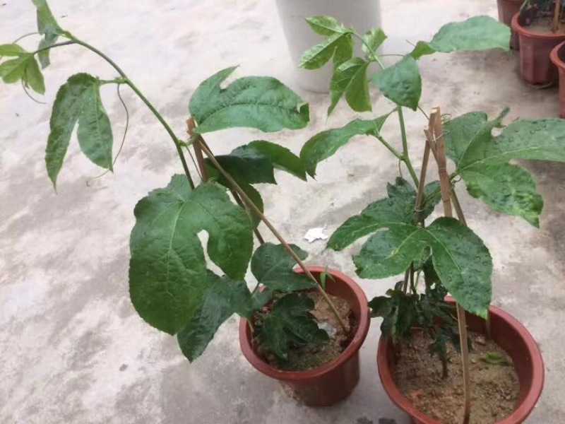 紫香1号百香果苗30-60CM盆苗