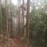 杉木原木建筑