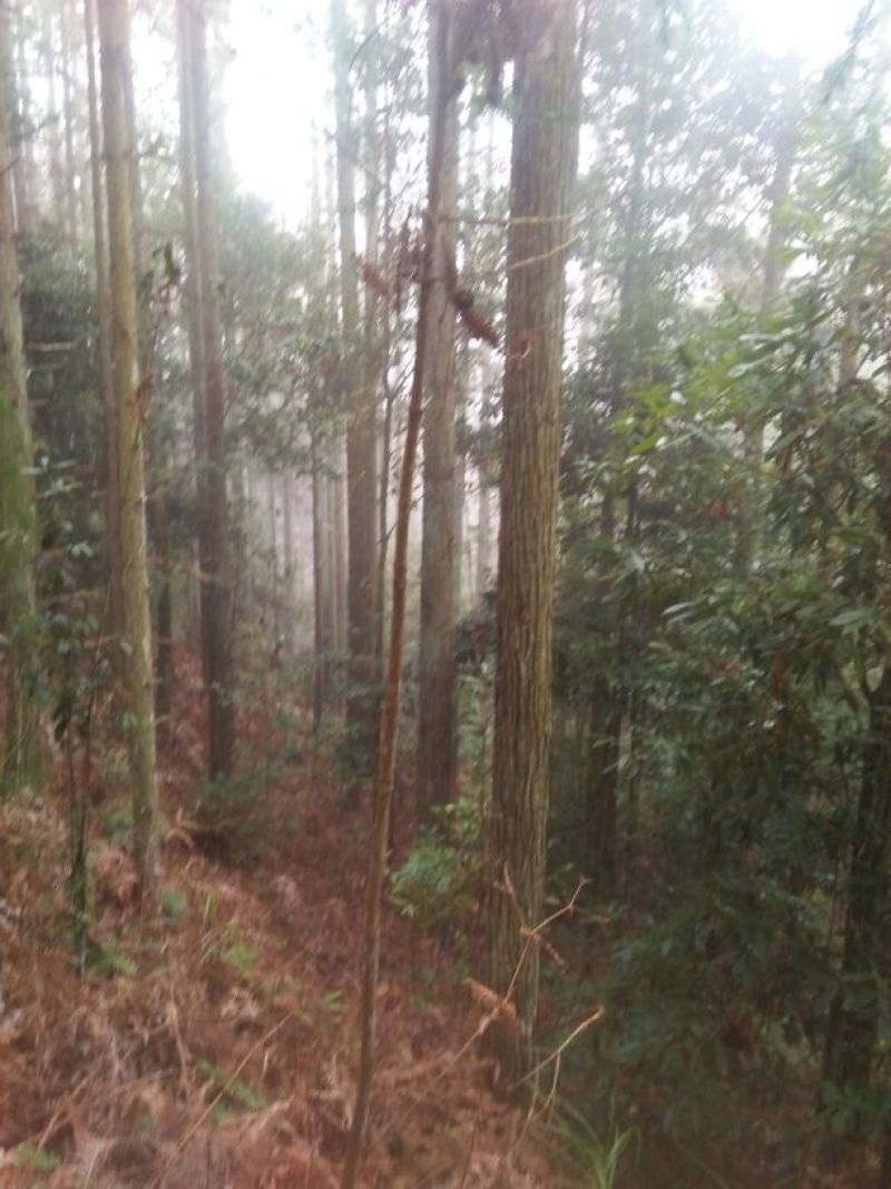杉木原木建筑